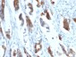  MUC5AC (Mucin 5AC / Gastric Mucin) Antibody - With BSA and Azide